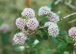 Ceanothus