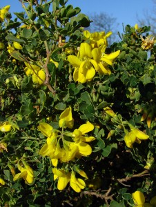 Coronilla valentina zuhaixka(perenne)