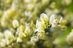 Cytisus × praecox