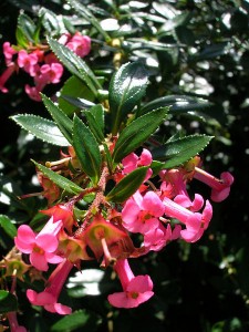 Escallonia_rubra_var._macrantha