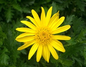 Euryops chrysanthemoides