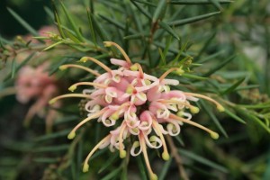 Grevillea-Pink-Lady