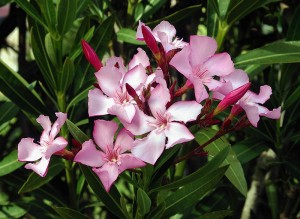 Heriotzorri zuhaixka(Nerium oleander)perenne