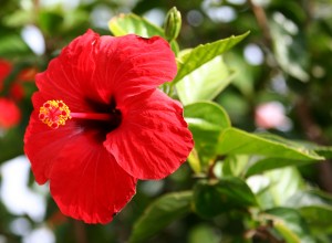 Hibiscus rosa sinensis