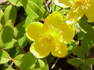 Hypericum moserianum