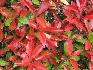 Photinia fraseri Red robin