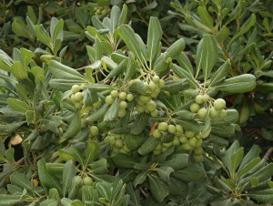 Pittosporum tobira, normalean Txinako blossom laranja gisa ezaguna