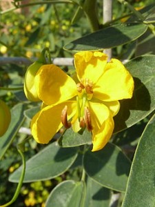 Senna corymbosa zuhaixka(perenne)