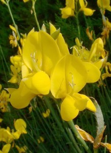 Spartium junceum