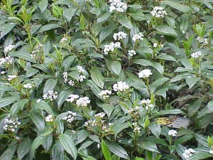 Viburnum davidii zuhaixka(perenne)