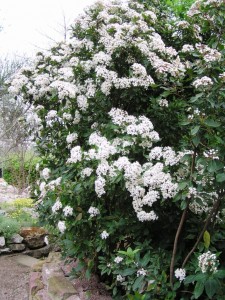 Viburnum Tinus (erramu txinatarra)