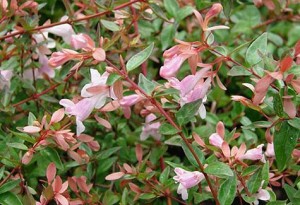 Abelia Edward Goucher