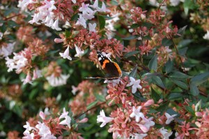 Euryops chrysanthemoides