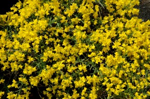 Genista maderensis