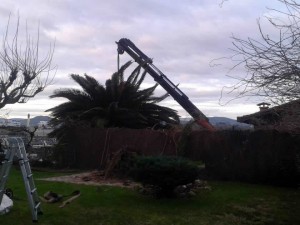 Poda de gran palmera