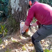 Corte arbol grande