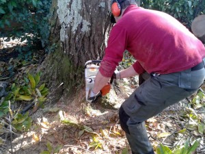 Corte arbol grande