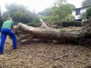 Tala y tronchado