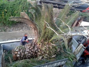 Tala y transporte de gran palmera