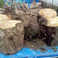 Tala, retirada y transporte de árboles
