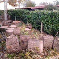 Tala y troceado para leña