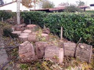 Tala y troceado para leña