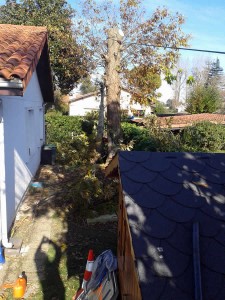 Poda de arbol entre casas