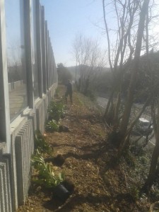 Plantación laureles y cesped en autopista A8