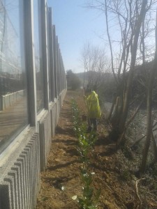 Plantación laureles y cesped en autopista A8