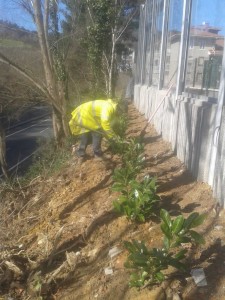 Plantación laureles y cesped en autopista A8