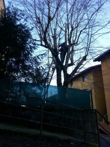 Poda altura en Andoain