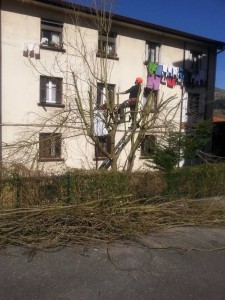 Poda altura en Andoain