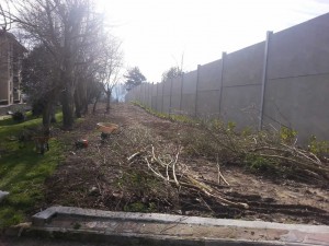 Limpieza para siembra