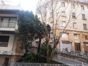 Poda de altura Donostia Centro