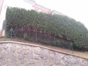 Poda en Lasarte
