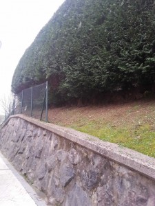 Poda en Lasarte