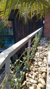 Plantacion en Paseo de Oriamendi
