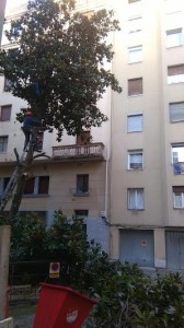 Poda Antiguo Matia