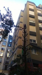 Poda Antiguo Matia