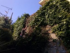 trabajos de jardineria en Aldapeta
