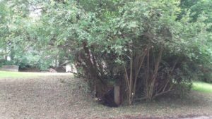 Tala de arboles en Oiartzun