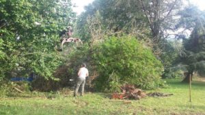tala de arboles en Gipuzkoa