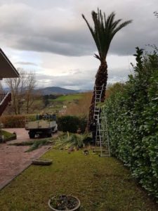 Tala de palmera en Oriamendi