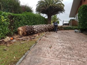 Palmera talaketa Oriamendi ibilbidean