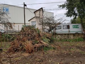 Tala de arboles en Gipuzkoa