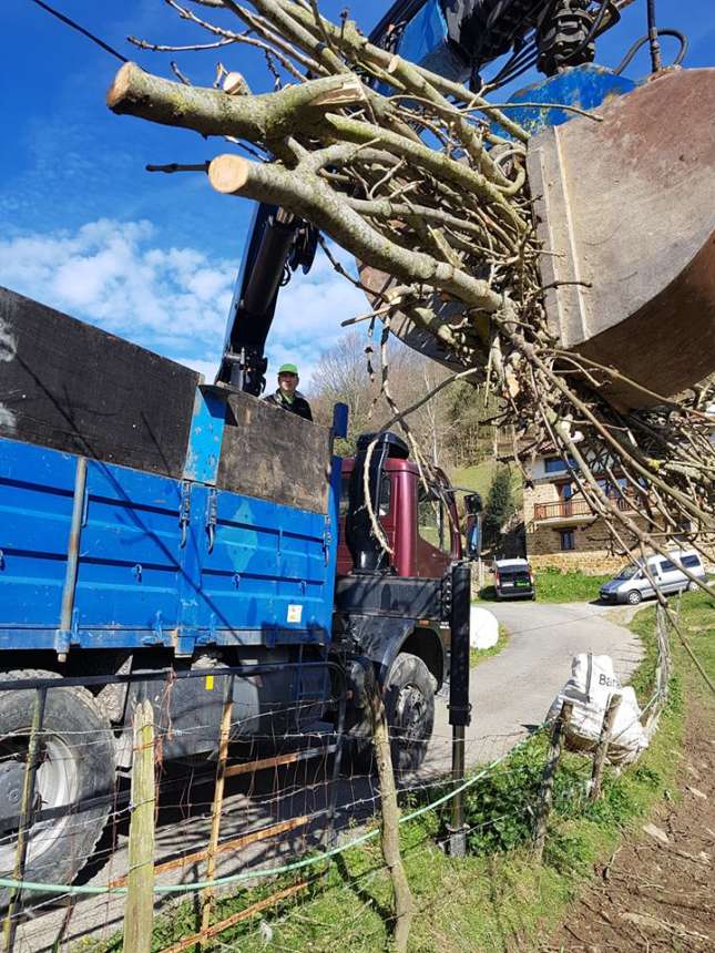 Tala de arboles en Gipuzkoa