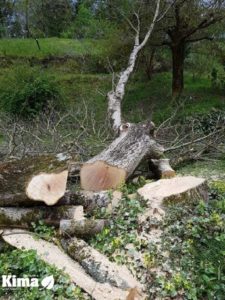 poda en altura y tala de arboles en Gipuzkoa