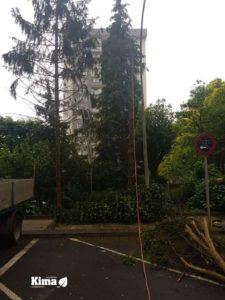 Tala y poda en altura en Donostia