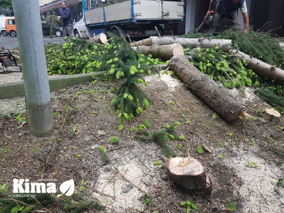 Tala y poda en altura de arboles en Gipzukoa