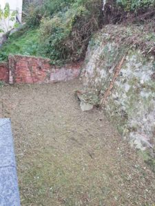 podas talas y limpieza de terrenos en Donostia